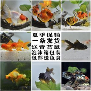 大眼睛的觀賞魚是什么魚類（大眼睛的觀賞魚是指那些眼睛相對較大的魚類） 大眼睛的觀賞魚是什么魚類（大眼睛的觀賞魚是指那些眼睛相對較大的魚類） 一方水族 第4張