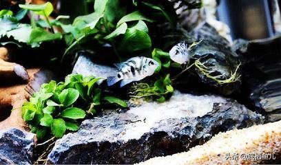 虎魚產(chǎn)卵照片：關(guān)于虎魚產(chǎn)卵照片的詳細介紹 虎魚產(chǎn)卵照片：關(guān)于虎魚產(chǎn)卵照片的詳細介紹 虎魚百科 第2張