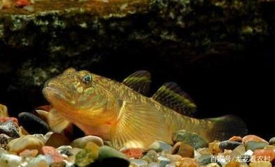 虎魚產(chǎn)卵照片：關(guān)于虎魚產(chǎn)卵照片的詳細介紹 虎魚產(chǎn)卵照片：關(guān)于虎魚產(chǎn)卵照片的詳細介紹 虎魚百科 第3張
