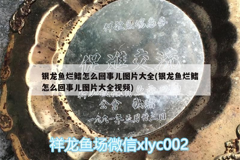 銀龍魚爛鰭怎么回事兒圖片大全(銀龍魚爛鰭怎么回事兒圖片大全視頻)