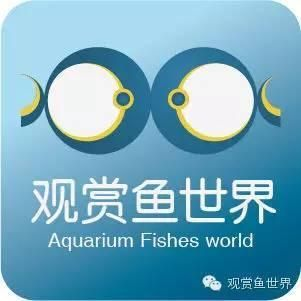 觀賞魚購買后可以退嗎（觀賞魚養殖技術分享）