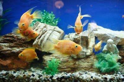 高價觀賞魚品種排名前十名（世界十大名貴觀賞魚排行榜:十大名貴觀賞魚排行榜） 高價觀賞魚品種排名前十名（世界十大名貴觀賞魚排行榜:十大名貴觀賞魚排行榜） 武吉美拉金龍魚 第3張