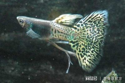 高價觀賞魚品種排名前十名（世界十大名貴觀賞魚排行榜:十大名貴觀賞魚排行榜） 高價觀賞魚品種排名前十名（世界十大名貴觀賞魚排行榜:十大名貴觀賞魚排行榜） 武吉美拉金龍魚 第4張