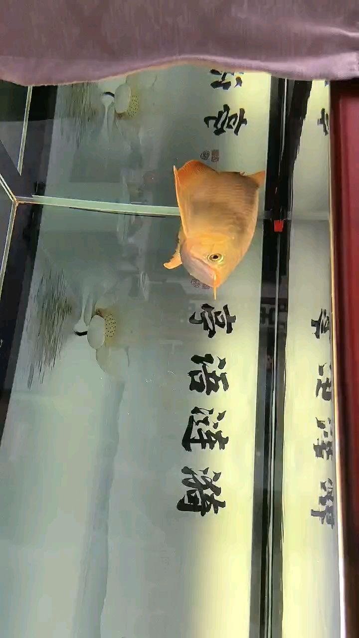 二十多天沒喂