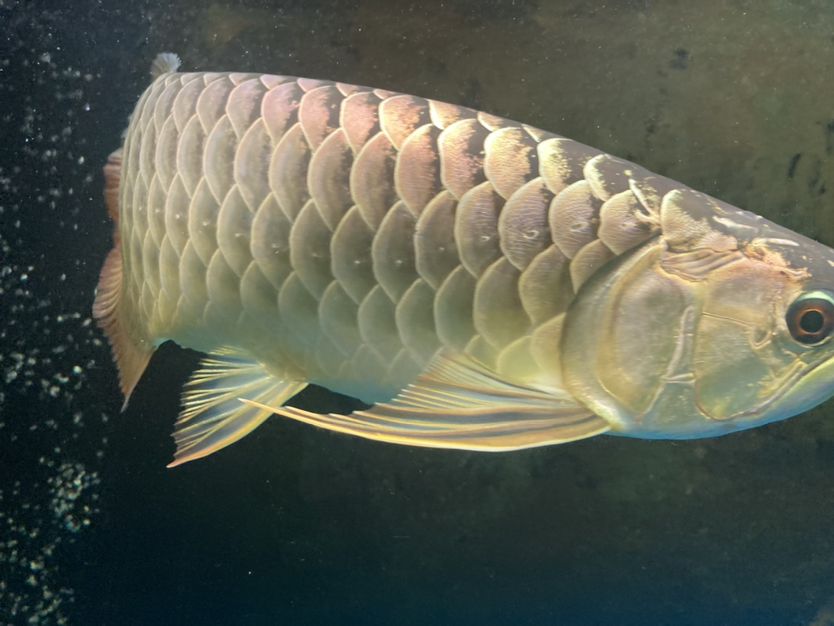 李亞四長大了快三年了