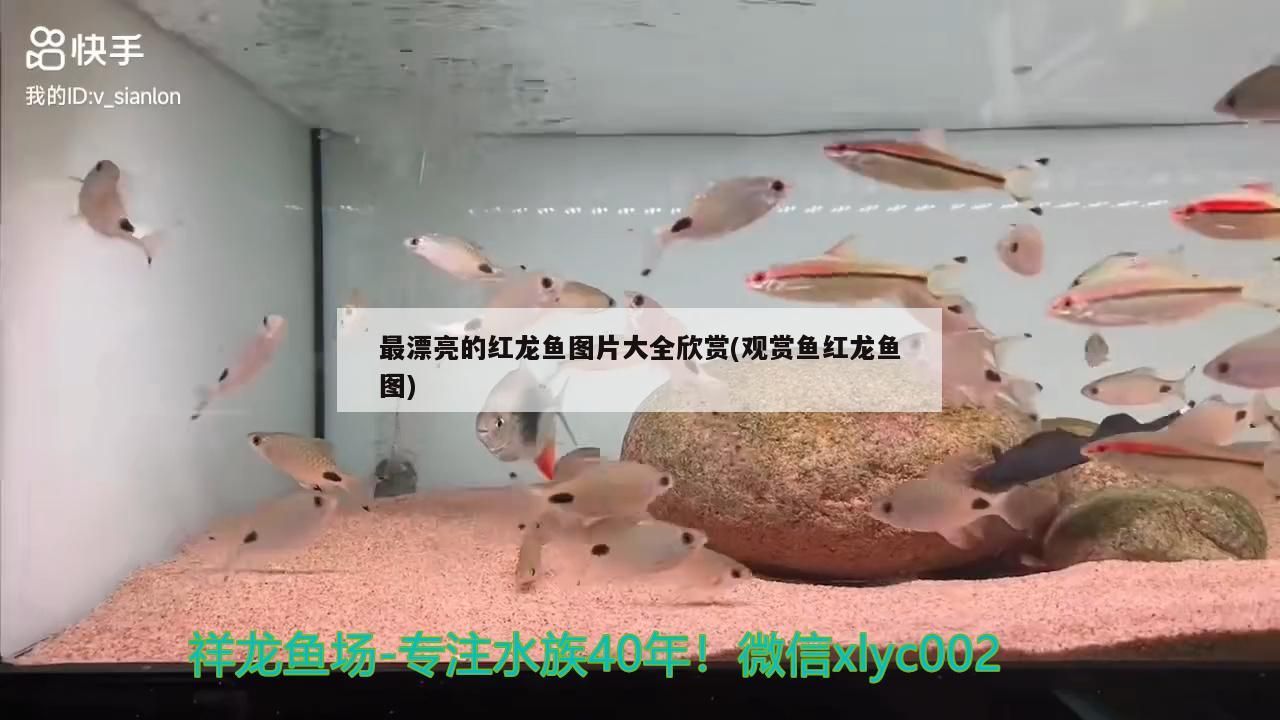 最漂亮的紅龍魚圖片大全欣賞(觀賞魚紅龍魚圖)