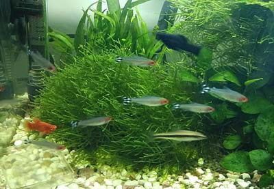 觀賞魚之友_觀賞魚之家、水族愛(ài)好者天地（觀賞魚之友_水族愛(ài)好者天）