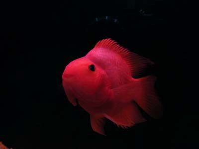 觀賞魚之友_觀賞魚之家、水族愛(ài)好者天地（觀賞魚之友_水族愛(ài)好者天）