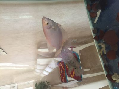 觀賞魚之友_觀賞魚之家、水族愛(ài)好者天地（觀賞魚之友_水族愛(ài)好者天）