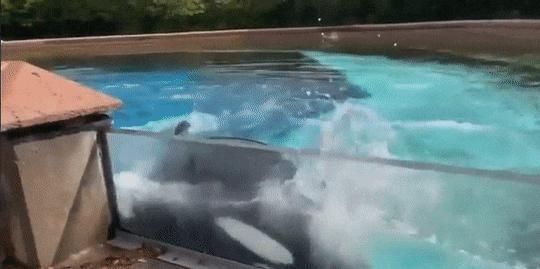 水族館店鋪里有什么動物嗎:水族館商店中可能有的動物及其詳細信息 水族館百科(水族館加盟) 第1張 水族館店鋪里有什么動物嗎:水族館商店中可能有的動物及其詳細信息 水族館店鋪里有什么動物嗎:水族館商店中可能有的動物及其詳細信息 水族館百科(水族館加盟) 第1張