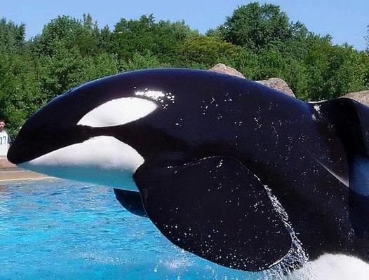 水族館店鋪里有什么動物嗎:水族館商店中可能有的動物及其詳細信息 水族館百科(水族館加盟) 第2張 水族館店鋪里有什么動物嗎:水族館商店中可能有的動物及其詳細信息 水族館店鋪里有什么動物嗎:水族館商店中可能有的動物及其詳細信息 水族館百科(水族館加盟) 第2張