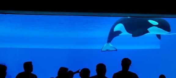 水族館店鋪里有什么動物嗎:水族館商店中可能有的動物及其詳細信息 水族館百科(水族館加盟) 第3張 水族館店鋪里有什么動物嗎:水族館商店中可能有的動物及其詳細信息 水族館店鋪里有什么動物嗎:水族館商店中可能有的動物及其詳細信息 水族館百科(水族館加盟) 第3張