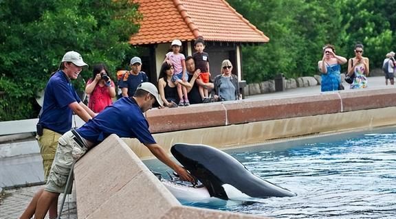 水族館店鋪里有什么動物嗎:水族館商店中可能有的動物及其詳細信息 水族館百科(水族館加盟) 第4張 水族館店鋪里有什么動物嗎:水族館商店中可能有的動物及其詳細信息 水族館店鋪里有什么動物嗎:水族館商店中可能有的動物及其詳細信息 水族館百科(水族館加盟) 第4張
