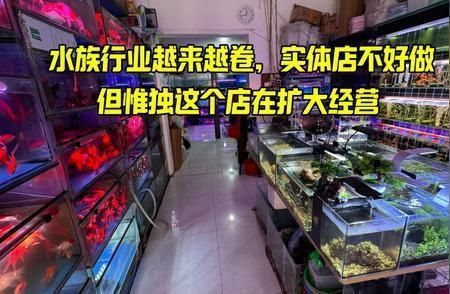 水族館店鋪里有什么動物嗎:水族館商店中可能有的動物及其詳細信息 水族館百科(水族館加盟) 第5張 水族館店鋪里有什么動物嗎:水族館商店中可能有的動物及其詳細信息 水族館店鋪里有什么動物嗎:水族館商店中可能有的動物及其詳細信息 水族館百科(水族館加盟) 第5張