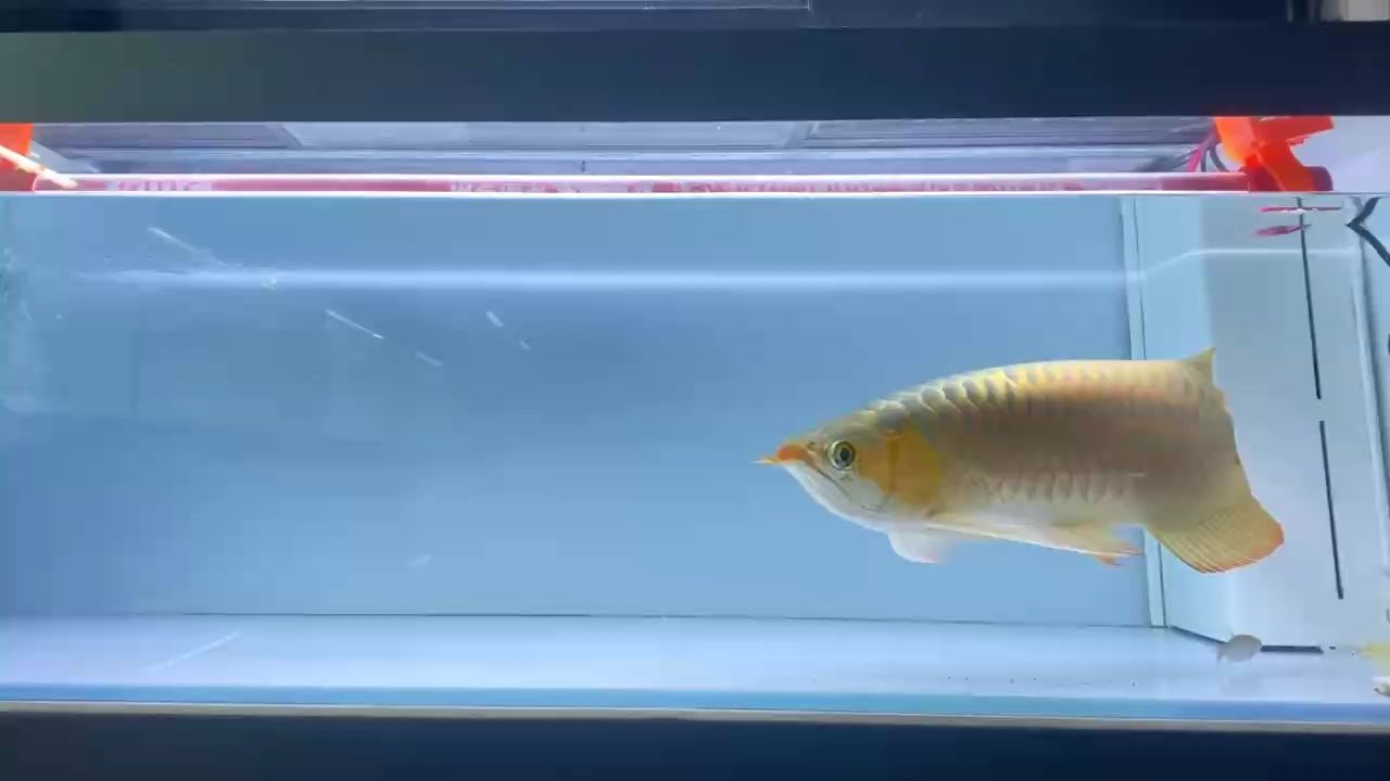大塊頭不怎么上鏡
