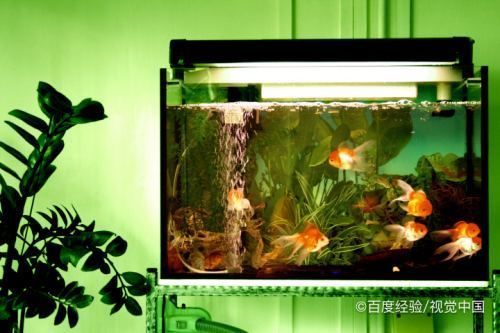 吉印燈是全光譜嗎為什么（吉印燈是全光譜嗎為什么不亮）
