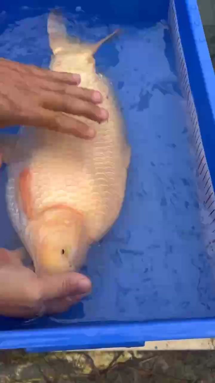 芥子