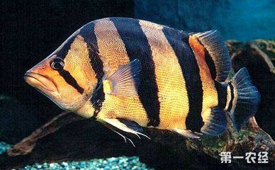 金龍魚一般能長多少厘米呢