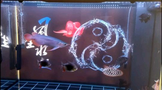 成都哪里可以定制魚缸配件（ 成都魚缸批發廠家直銷）