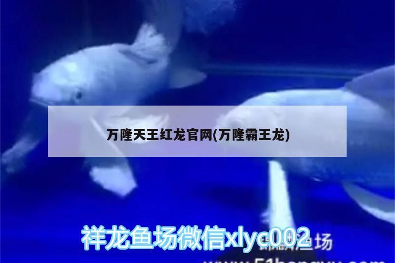 萬隆天王紅龍官網(萬隆霸王龍)