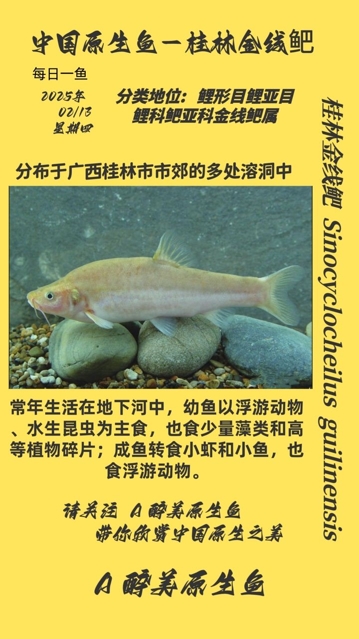 桂林金線鲃