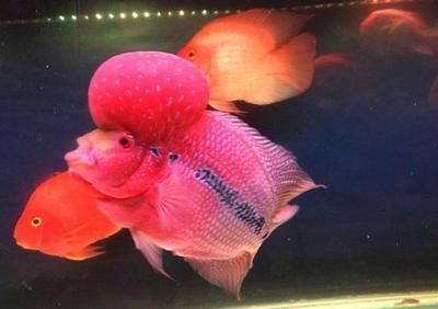 觀賞魚養(yǎng)幾條旺財(cái)最好（觀賞魚養(yǎng)幾條旺財(cái)最好的問題之前需要了解一些基本的風(fēng)水知識(shí)） 觀賞魚養(yǎng)幾條旺財(cái)最好（觀賞魚養(yǎng)幾條旺財(cái)最好的問題之前需要了解一些基本的風(fēng)水知識(shí)） 帝龍漁業(yè) 第4張