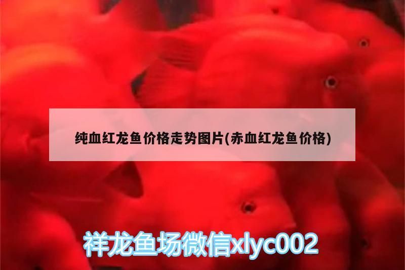 鞍山魚市觀賞魚批發(fā)市場(chǎng)營(yíng)業(yè)時(shí)間電話是多少號(hào)（ 鞍山魚市批發(fā)市場(chǎng)地址）