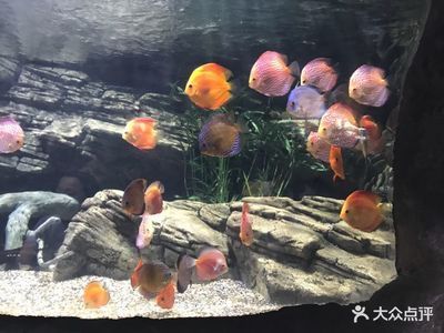 開一家水族館能掙錢嗎現(xiàn)在怎么樣：開一家水族館是否能賺錢