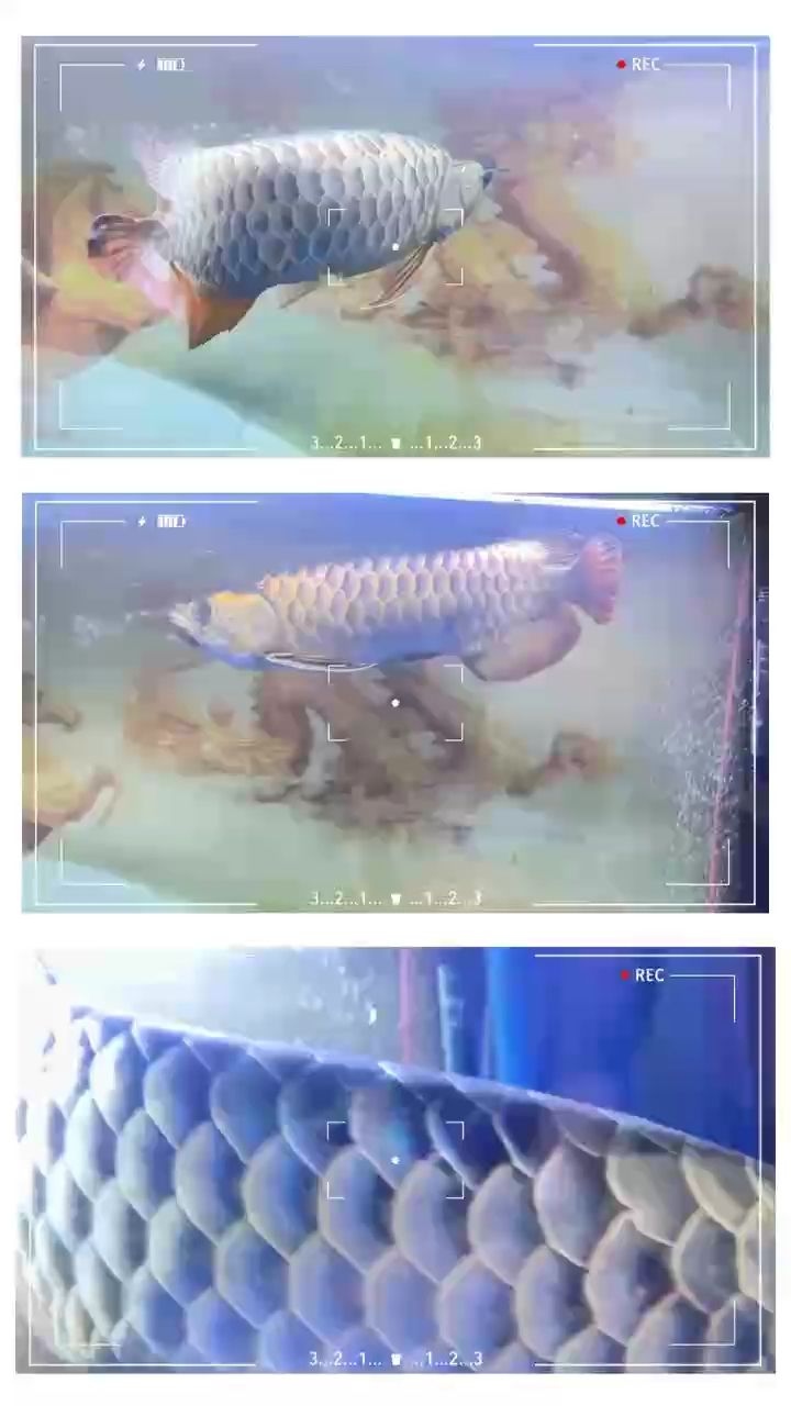 上海閑置一條過背金龍魚+1.8米森森魚缸 上海閑置一條過背金龍魚+1.8米森森魚缸 龍魚論壇