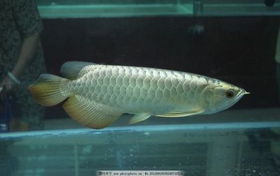 普通紅龍魚多少錢一條啊：普通紅龍魚的價格受多種因素影響