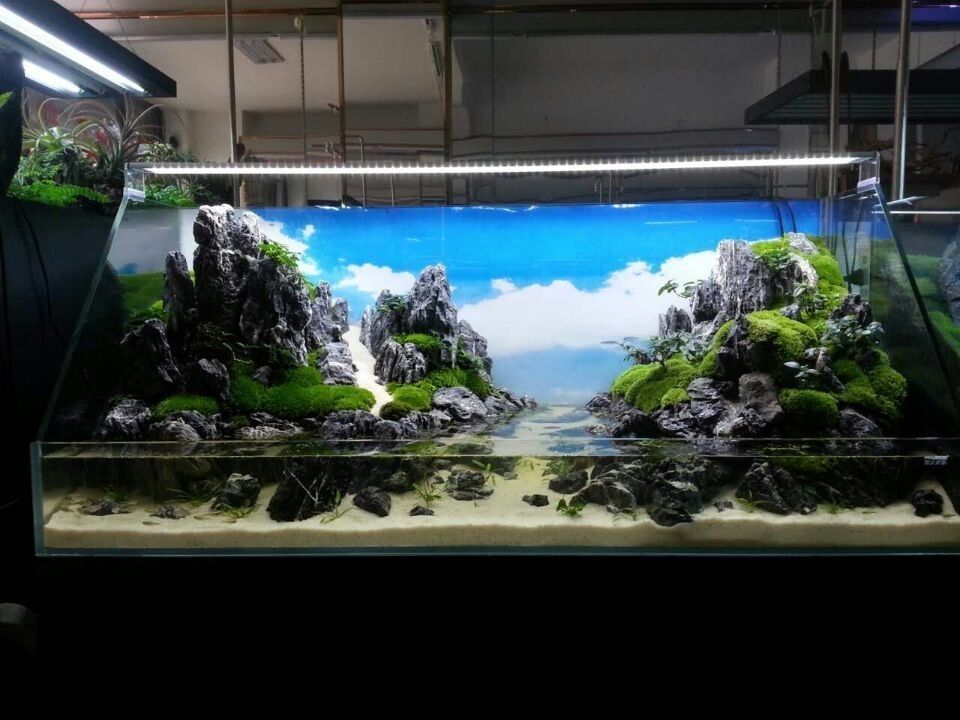 30公分魚缸造景：30公分魚缸造景技巧