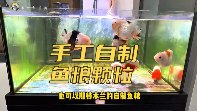 第2集｜自制泰獅蘭壽1.5mm魚糧