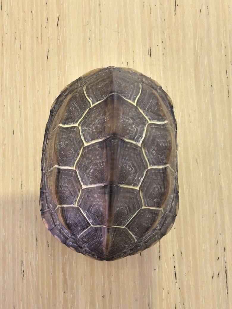蘇北金線草龜