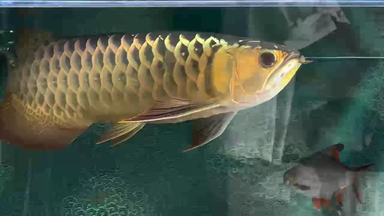 狀態(tài)依舊
