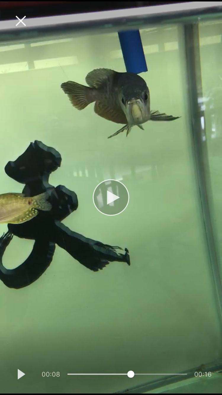 關于龍魚珠鱗的問題