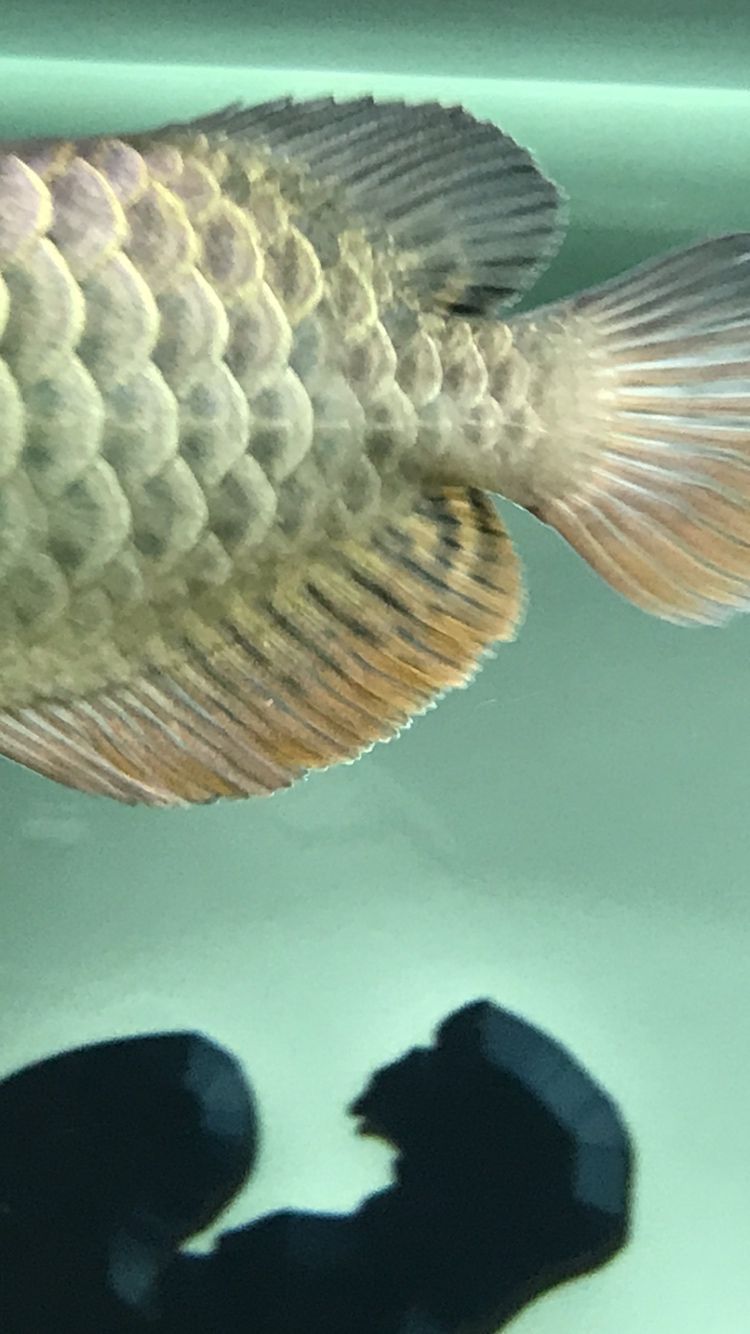 關于龍魚珠鱗的問題
