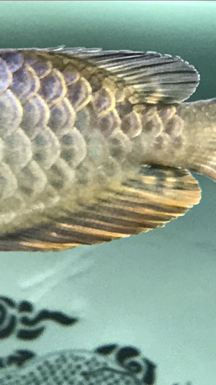 關于龍魚珠鱗的問題