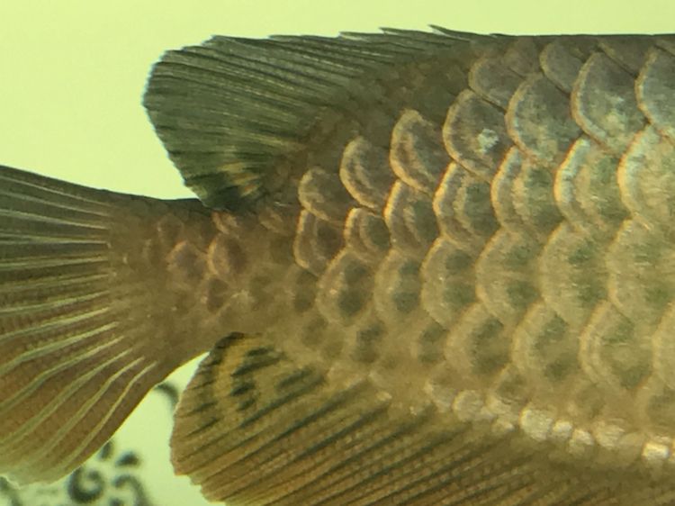關于龍魚珠鱗的問題