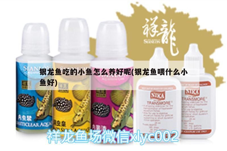 銀龍魚吃的小魚怎么養好呢(銀龍魚喂什么小魚好)