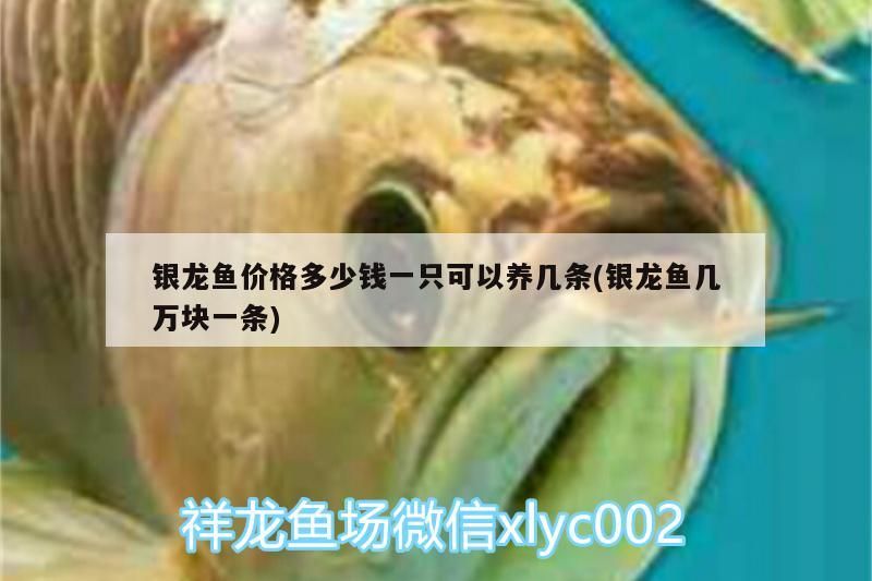 銀龍魚價格多少錢一只可以養幾條(銀龍魚幾萬塊一條)