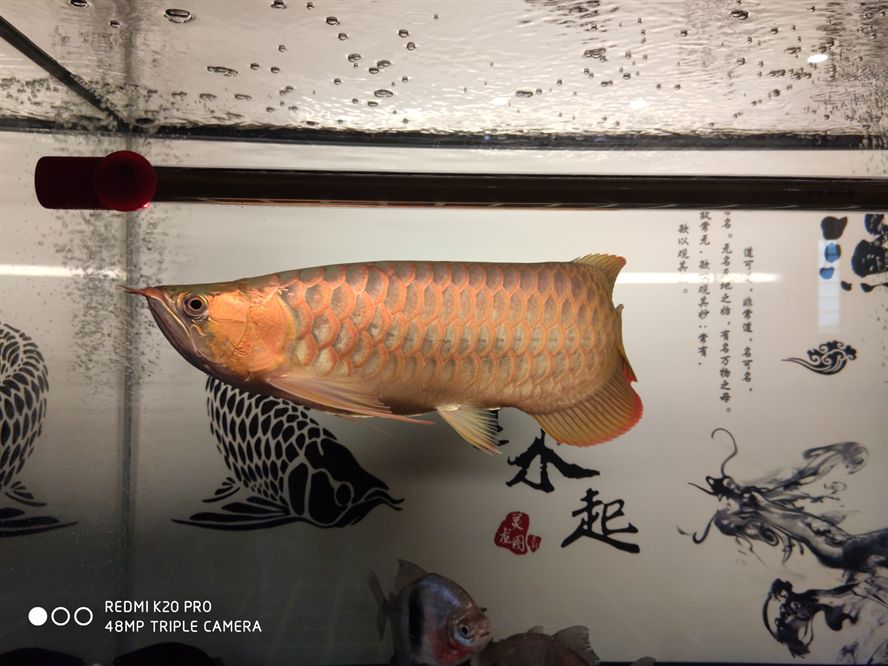 上了馬印烤燈的效果