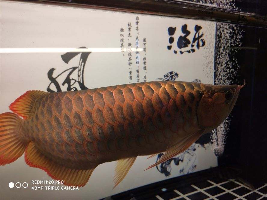 上了馬印烤燈的效果