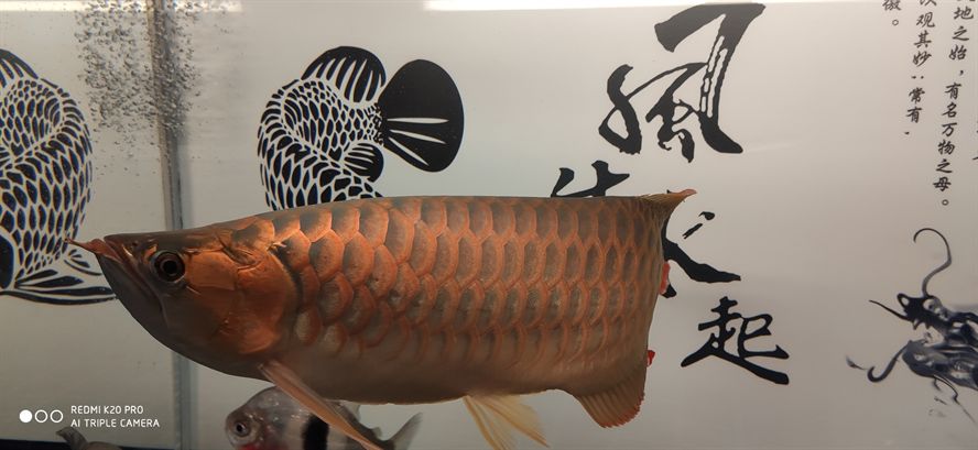 上了馬印烤燈的效果