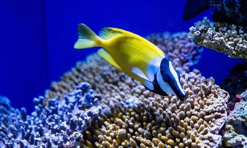 如何預訂水族館夜間門票：上海海洋水族館夜間水族館夜間門票預訂方法