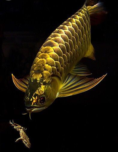 養(yǎng)龍魚花費(fèi)大嗎 養(yǎng)龍魚花費(fèi)大嗎視頻 帝龍漁業(yè) 第1張 養(yǎng)龍魚花費(fèi)大嗎 養(yǎng)龍魚花費(fèi)大嗎視頻 養(yǎng)龍魚花費(fèi)大嗎 養(yǎng)龍魚花費(fèi)大嗎視頻 帝龍漁業(yè) 第1張