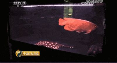 觀賞魚的生意好做嗎知乎（什么是觀賞魚行業）