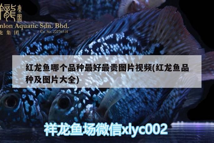 魚缸怎么充氧氣視頻（魚缸充氧的好處）