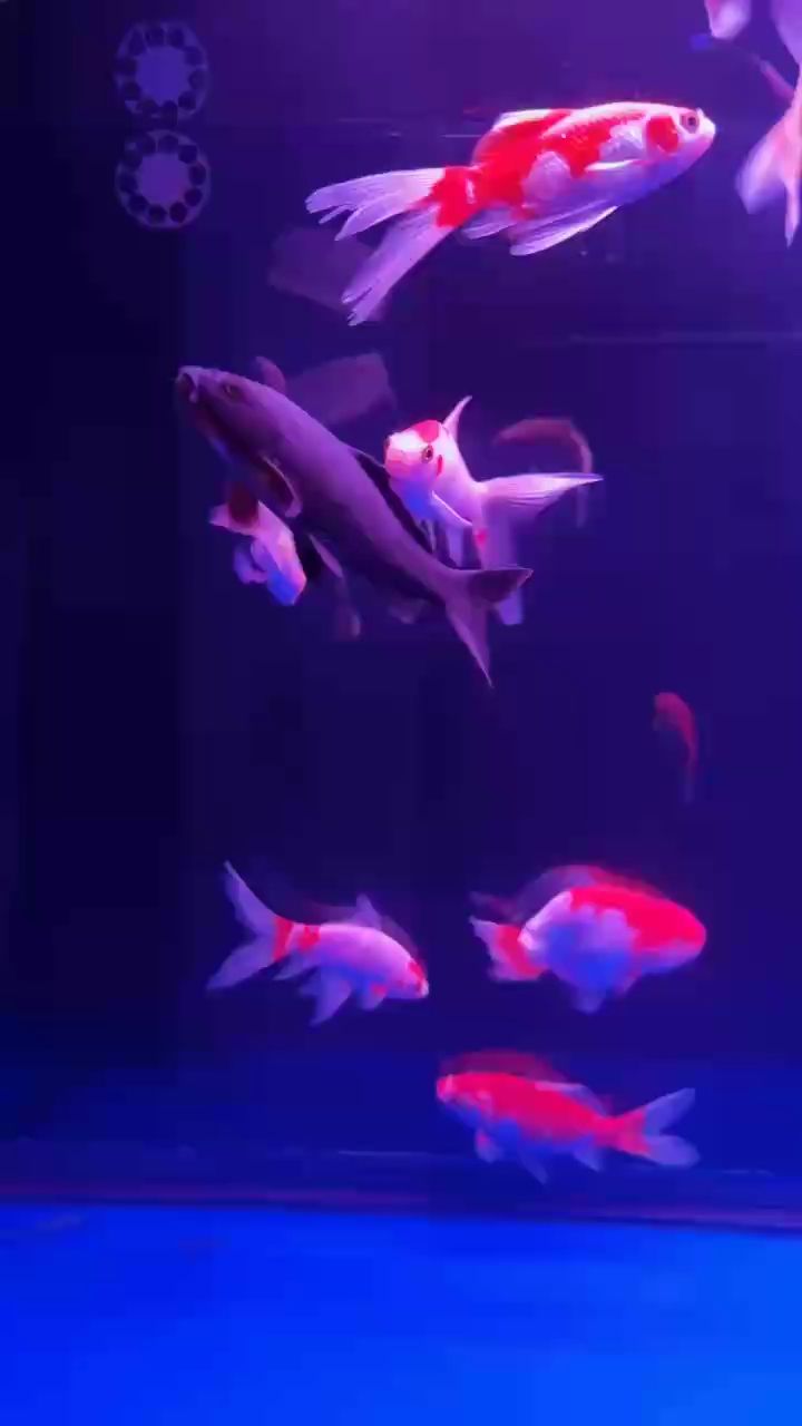 草魚一直追著蘭壽？