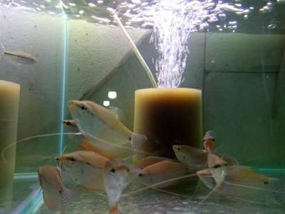 赤焰中國虎魚水質(zhì)管理技巧，赤焰中國虎魚日常飲食搭配指南赤焰中國虎魚日常飲食搭配 赤焰中國虎魚水質(zhì)管理技巧，赤焰中國虎魚日常飲食搭配指南赤焰中國虎魚日常飲食搭配 虎魚百科 第4張