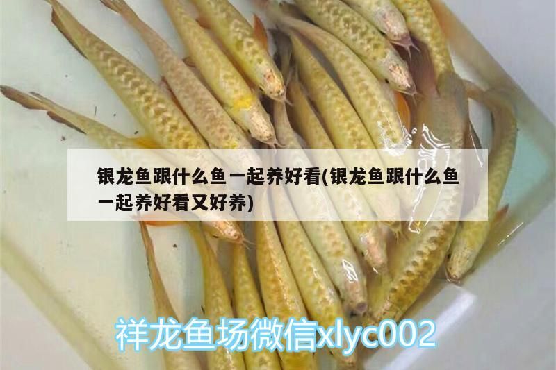 銀龍魚跟什么魚一起養好看(銀龍魚跟什么魚一起養好看又好養)